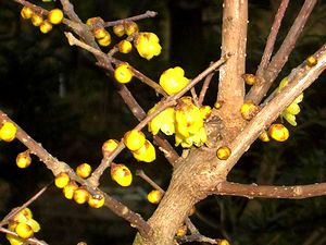 �܂��Ō�������