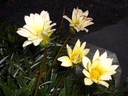 �܂��Ō�������