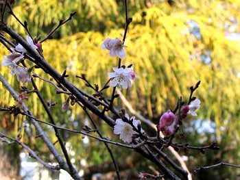 �������J�Ԃ������H�̉�