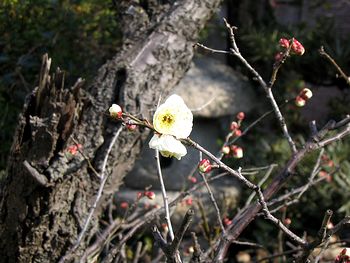 �������炢���~�̉�