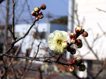 �炫�n�߂��~�̉�