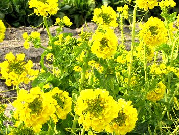 �������炢���؂̉ԁi�֒��Łj