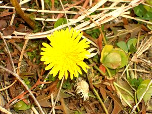 �܂��Ō�������