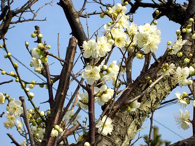 ���J�ɋ߂��~�̉�