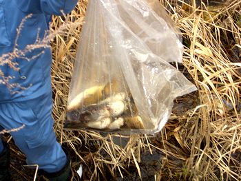 ������ꂽ�i�}�Y