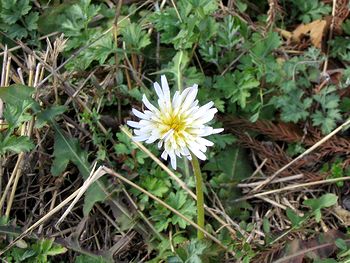 �^���|�|�̉�