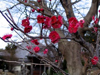 �~�̉ԁi�~�ގ��Łj