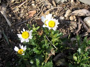 �܂��Ō�������