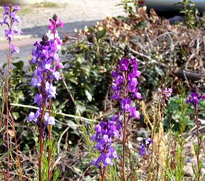 �܂��Ō�������