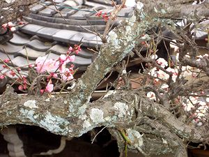 ��{�̔~�̖؂ɔ��ƃs���N�̉Ԃ��炢�Ă��܂���