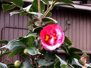 ��ɍ炭�ւ̉�