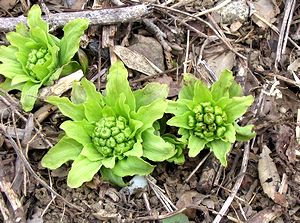 ���Ō������ӂ��̂Ƃ�