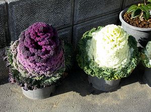 �܂��Ō������t�{�^��