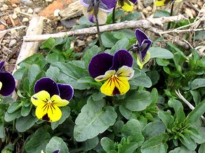 �܂��Ō�������