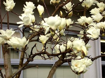 �T���̌��ւɍ炭�n�N���N�����̉�