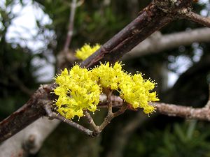 �܂��Ō�������