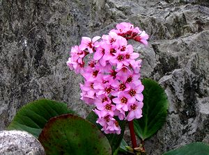 �܂��Ō�������