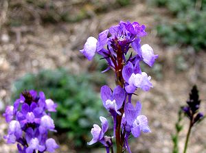 �܂��Ō�������