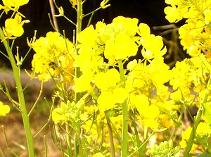 ���J�̍؂̉�