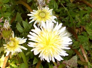 �܂��Ō�������