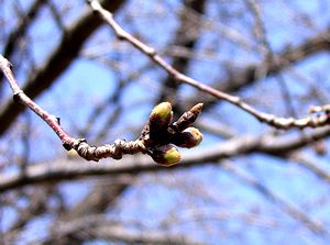 �J�Ԃ܂ł��������̍��i�L�c�N���j�b�N�j