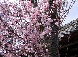 �������̍������J�i�쑺�j