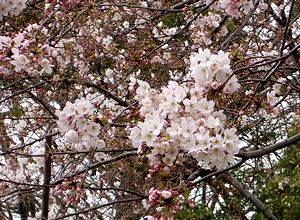 ���J�ɂȂ����L�c�N���j�b�N�̍�