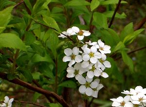 ��̃��L���i�M