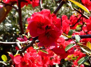 ��ɍ炭�{�P�̉�