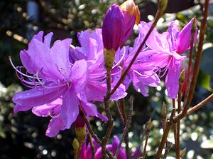 �܂��Ō�������