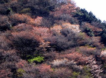 �����̎R���F�Â��Ă��܂���