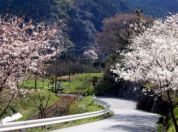 加太の春の様子