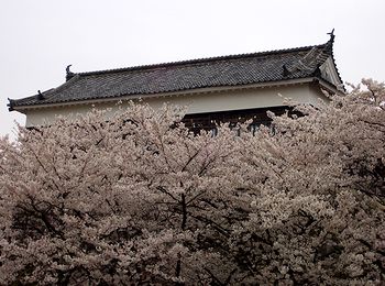 今日の多聞櫓と桜
