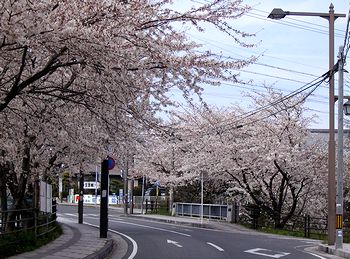 ���̍D���ȍ����؁i�w�O���琼���ɂ����āj