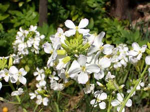 ���ɍ炭�卪�̉�