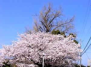 �߂��̖L�c�N���j�b�N�̍��i���Ɍ�����̂��C�`���E�̖؁j