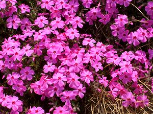 �g�����Ȃ��Ă܂��ɂ͉Ԃ������ς��ł�