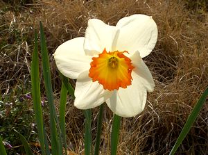 �܂��Ō�������