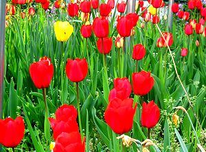 �܂��Ō������`���[���b�v�̉�