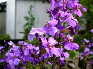 �܂��Ō�������