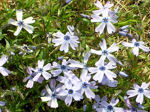 �܂��Ō�������