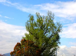 ���N���V�΂̋G�߂��}�����@�p���̃C�`���E�̖؁i�����B�e�j