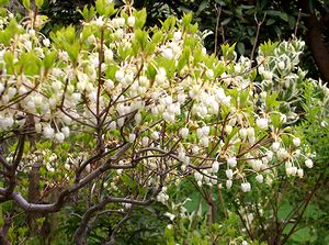 庭のドウダンツツジの花