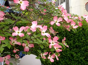 �n�i�~�Y�L�̉�