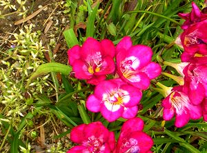 ��ɍ炭�t���[�W�A�̉�