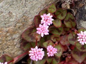 �܂��Ō������ԁi�Ί_�̊Ԃ���Ԃ��E�E�E�j