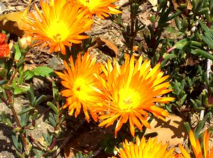 �܂��Ō�������