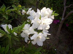 ��̃c�c�W�̉�