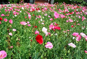 �܂��Ō�������