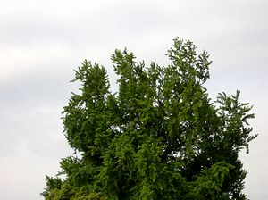 �V�΂̋G�߂��}�����@�p���̃C�`���E�̖�